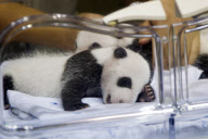 Presentaci?n de los nuevos osos panda en el Zoo de Madrid.