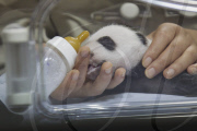 Presentaci?n de los nuevos osos panda en el Zoo de Madrid.