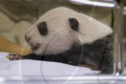 Presentaci?n de los nuevos osos panda en el Zoo de Madrid.