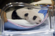 Presentaci?n de los nuevos osos panda en el Zoo de Madrid.