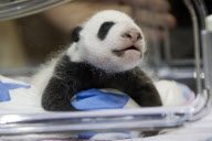 Presentaci?n de los nuevos osos panda en el Zoo de Madrid.