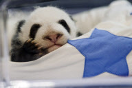 Presentaci?n de los nuevos osos panda en el Zoo de Madrid.