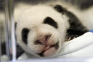 Presentaci?n de los nuevos osos panda en el Zoo de Madrid.