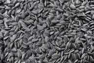The Unilever Series: Ai Weiwei-Sunflower Seed, Turbin Hall, Tate Modern, London, Britain - 11 Oct 2010