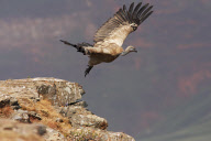 Vulture and jackal fight over food, Drakensburg National Park, South Africa - 25 Sept 2010