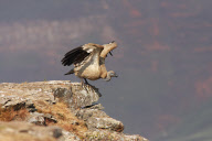 Vulture and jackal fight over food, Drakensburg National Park, South Africa - 25 Sept 2010