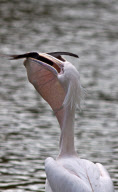 Unlucky pigeon tries to escape after being scooped up by hungry pelican, St James Park, London, Britain - Sep 2010