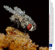 Amazing dew-covered insects, Jaroszow, Poland - Mar 2010