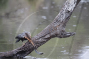 African darter bird struggles to swallow large tilapia fish, Kruger national park, South Africa - 06 Sep 2010