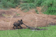 Photographer Catches the Moment a Crocodile Grabs Baby Elephant's Trunk, Kruger National Park, South Africa - 2010