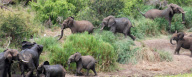 Photographer Catches the Moment a Crocodile Grabs Baby Elephant's Trunk, Kruger National Park, South Africa - 2010