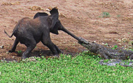 Photographer Catches the Moment a Crocodile Grabs Baby Elephant's Trunk, Kruger National Park, South Africa - 2010