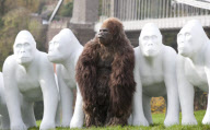 Life-size gorilla sculptures, Bristol, Britain - 02 Nov 2010