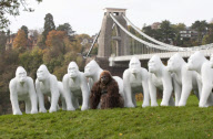Life-size gorilla sculptures, Bristol, Britain - 02 Nov 2010