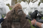 Life-size gorilla sculptures, Bristol, Britain - 02 Nov 2010