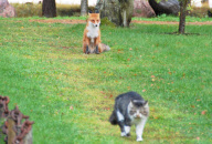 Cat chases fox, Aegna, Estonia - Oct 2010