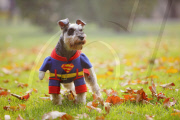 CHINA-BEIJING-LIFESTYLE-SENIOR CITIZEN-PETS (CN)