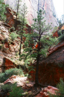 Zion National Park