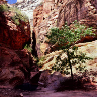 Zion National Park
