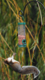 Squirrel falls off wet bird feeder, Acle, Norfolk, Britain - Sep 2010