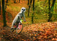 Maverick Meerkats Calendar - Nov 2010