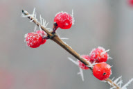 #CHINA-HEILONGJIANG-QIQIHAER-RIME (CN)