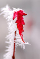 #CHINA-HEILONGJIANG-QIQIHAER-RIME (CN)