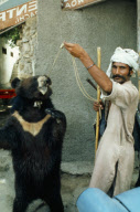 Performing Animals PAKISTAN