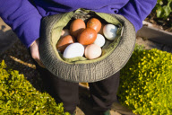 Eggs AGRICULTURE