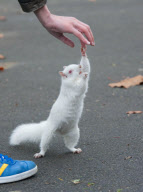 Albino squirrel fattens up for winter, Croydon, south London, Britain - 20 Nov 2010