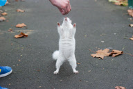Albino squirrel fattens up for winter, Croydon, south London, Britain - 20 Nov 2010