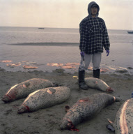 Marine Wildlife