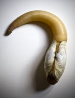 'Yuck! The Things People Eat' Food Project - Nov 2010