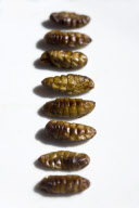 'Yuck! The Things People Eat' Food Project - Nov 2010