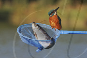 Kingfisher and caught fish, West Midlands, Britain - 16 Oct 2010