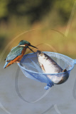 Kingfisher and caught fish, West Midlands, Britain - 16 Oct 2010