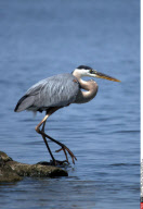 LA:  BARATARIA BAY, LOUISIANA AFFECTED BY BP SPILL