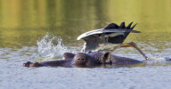 Heron stands on hippo's back in order to catch a fish, Kruger National Park, South Africa - 08 Nov 2010