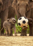 Baby elephant Luk Chai plays with a large football, Taronga Zoo, Sydney, Australia - 21 Nov 2010