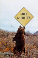 Grizzly bear scratches itch again 'soft shoulder' road sign, Denali National Park, Alaska, America - 25 Nov 2010
