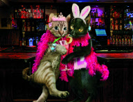 Miss Moggs Calendar - Nov 2010