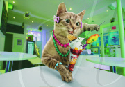 Miss Moggs Calendar - Nov 2010