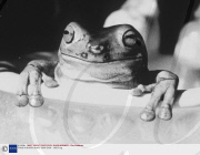 FROG IN A BATH SHAPE SOAP DISH - 1993