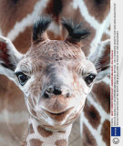 VARIOUS ANIMALS AT DRUMMOND SAFARI PARK, BRITAIN - 2001