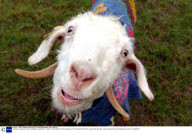 A HERD OF ANGORA GOATS WEARING JUMPERS TO KEEP THEM WARM AFTER SHEARING AT THE MOHAIR CENTRE LONGHOPE, BRITAIN - 2002