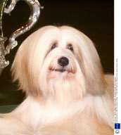 Crufts Dog Show, NEC Birmingham, Britain - 11 Mar 2007