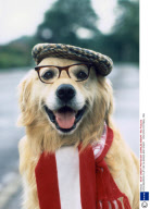 DOG WEARING FLAT CAP, GLASSES AND SCARF - 1978