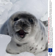 Canadian Annual Seal Hunt, Northern Gulf of St Lawrence, Canada - 26 Mar 2008