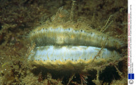 Queen Scallop (Clamys operculoris). Loch Fye, Scotland, UK