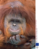 STOCK, ORANG UTAN - 1981